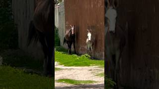 #caballos y #burros se esconden. Vida en el #pueblo #rancho #naturaleza