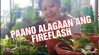 FIREFLASH PLANT: BASIC CARE TIPS!