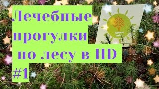 Лечебные прогулки по лесу 1