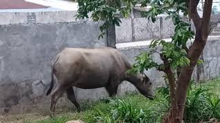 Life in the Philippines in the Province: The Mighty Carabao