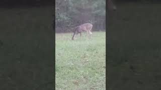 Deer in my backyard (October 17, 2024) #Shorts #Deer