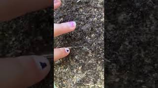 So many ants!!