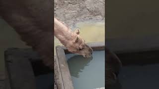 #camel Drink Water #viralvideocamel