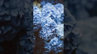 Hydrangea, this beautiful flower plant is ranked as the deadliest plant in the worlds #plant #poison