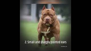 Top 3 Facts about American Pit Bull Terror #pitbull #pitbullterriers #shorts  #youtubefeeds #dogs