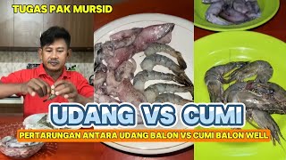 UDANG BALON VS CUMI BALON WELL ala MURSID udang balon