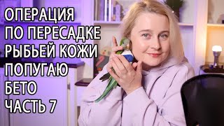 ОПЕРАЦИЯ ПО ПЕРЕСАДКЕ РЫБЬЕЙ КОЖИ ПОПУГАЮ БЕТО ЧАСТЬ 7