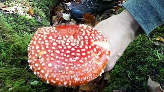 Foraging For Amanita Muscaria (광대버섯)