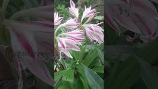 Colorful lilly flowers