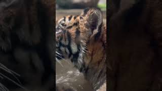 Dangerous Tiger Bites on his brother