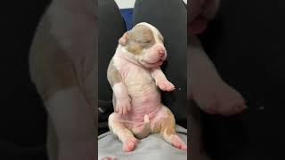 Newborn American bully | Pitbull #shorts