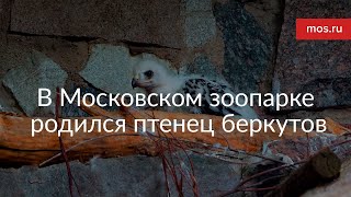 В Московском зоопарке родился птенец беркутов