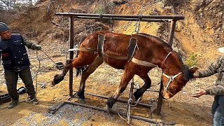 Традиционная технология! Свирепые кони привязаны к столбу, Кузнец подстригает копыта