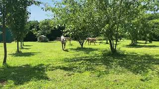 Vacaciones de peludos… siempre alegres! Hotel Canino & Felino CoraLita… su segunda casa!