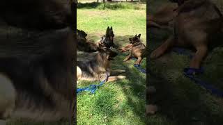 german shepherds swimming