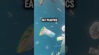 Plastic eating Fungus. #shorts #science #news