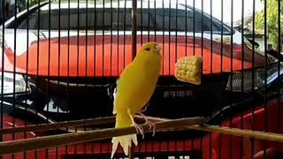 Yellow Canary singing