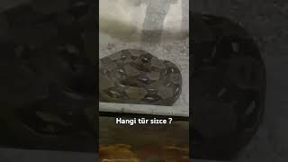 Yılan vadisi 🐍 (hangi tür sizce?)