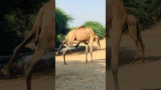 A camel with a missing shoulder #shorts