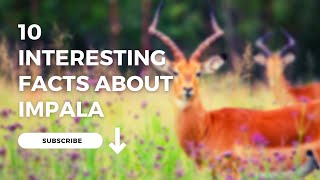 10 interesting facts about impala