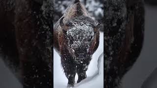 Ну я думаю тут все понятно, что АЙФОН БОЛЕЕ МЕНЕЕ СНИМАЕТ, а лидер по камере это ONE PLUS