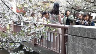 @ไปไหนมา nakameguro sakura 1 13/04/2017