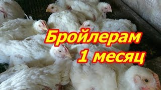 Бройлерам 1 месяц