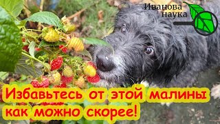 НЕМЕДЛЕННО ИЗБАВЬТЕСЬ ОТ МАЛИНЫ, если не хотите лишиться урожая всего сада! Опасная болезнь малины.