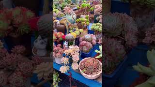 Beautiful Succulent Garden | Góc Vườn Sen Đá Tuyệt Đẹp