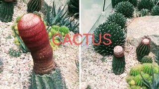 mga ibat ibang klase ng cactus pasyalan natin dito sa singapor#viral #trending 🥰@jonathansascvlog