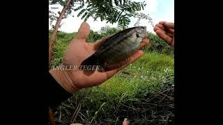 MANCING SEPAT SIAM UMPAN LUMUT  #anglertegek #shorts