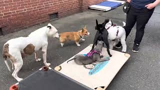 Playtime at Puppy Preschool 4-22-23