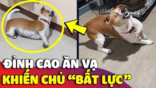 Chú chó với tài năng ĂN VẠ đỉnh cao khiến con Sen bất lực CHÀO THUA 😅 | Gâu Đần