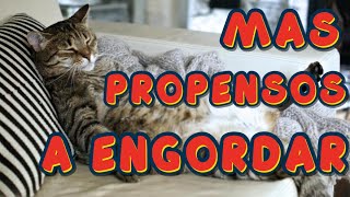 TOP 7 RAZAS DE GATO PROPENSAS AL SOBREPESO