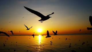 Golden Skies: Majestic Birds Soaring at Sunset