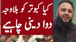 Bimar kabootar ka ilaj | Bimar Kabootar ki dawai | Pigeons Treatment | Ustad Imran bakarmandi waly,