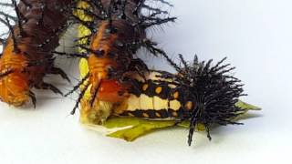 Tawny Coster caterpillar cannibalism #1