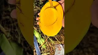 Mango❤️ Delicious fruit🥭#shortvideo #viralvideo #viral #beautiful