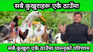 सबै जातको कुखुरा एकै ठाउँमा पाल्न राम्रो कि नराम्रो /mix poultry farm #santosh_adhikari#