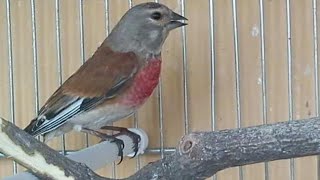 Amazing Linnet in the aviary #animals #love #birds #goldfinch #linnet #viral #wildlife #parrot