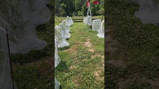 We Covered Our Blueberry Bushes With Mesh Bags #garden  #shortsfeed #farmlife #homestead #blueberry