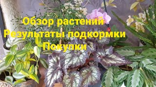 Небольшой обзор растений (гостиная)🌷Результаты подкормки🌹Покупки💚💚💚