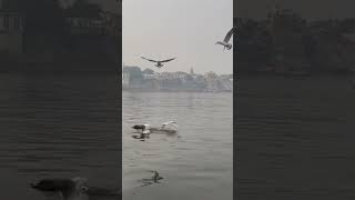 Varanasi ghats sai beriyan birds || assi ghat sai beriyan birds || assi ghat boat video #banaras