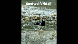 Spotted forktail