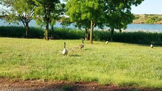 Family Gaggle of Geese near Roll, Oklahoma