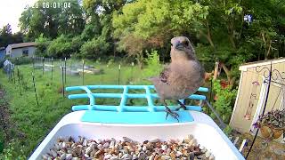 A female Brown-headed cowbird checks out the feeder