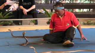 Заклинатель змей (о.Самуи) /snake-charmer vs. the most highly venomous snakes