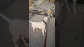 Dog is in love 😘#viral #shorts #doglover #love