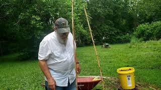 staking tomatoes