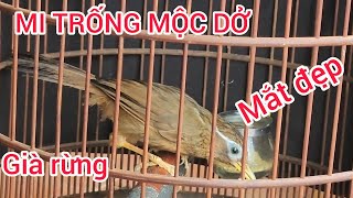 HỌA MI TRỐNG MỘC DỞ GIÀ RỪNG MẮT ĐẸP...#LYHAICHIM